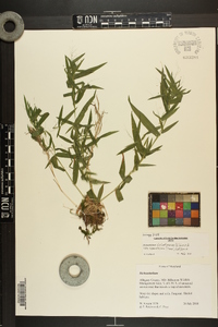 Dichanthelium dichotomum var. ramulosum image