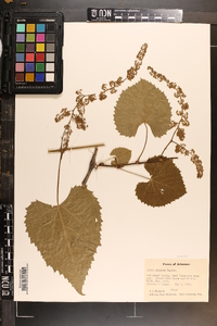 Vitis cinerea image