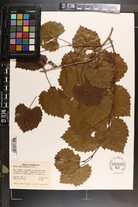 Vitis rotundifolia image