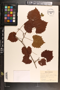 Vitis rotundifolia image