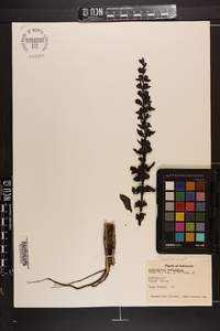 Scrophularia marilandica image