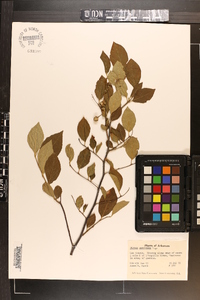 Styrax americanus image