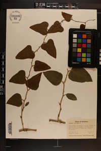 Smilax bona-nox image