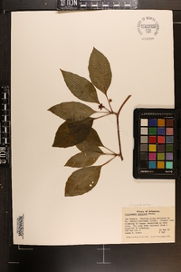 Schisandra glabra image