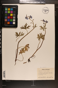 Delphinium tricorne image