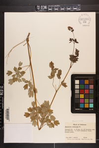 Thalictrum amphibolum image