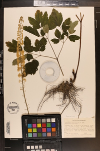 Actaea racemosa image