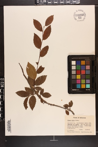 Ulmus alata image