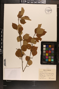 Crataegus viridis var. nitens image