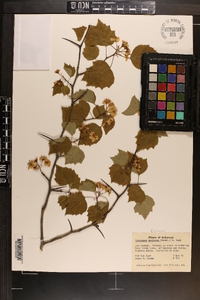 Crataegus pruinosa image