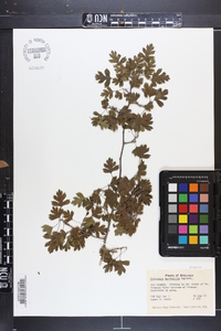 Crataegus marshallii image