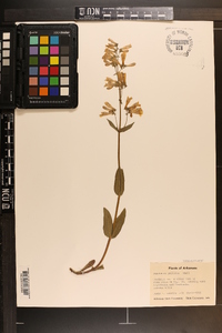 Penstemon pallidus image