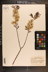 Salix humilis var. microphylla image