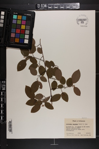 Berchemia scandens image