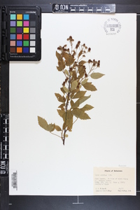 Rubus argutus image