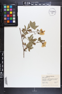 Rubus argutus image