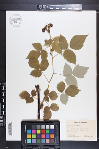 Rubus occidentalis image