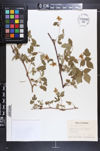 Rubus flagellaris image