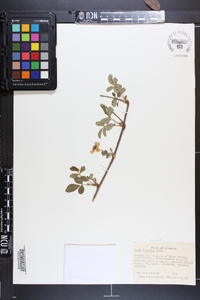 Rubus trivialis image