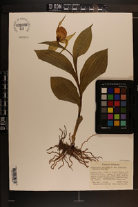 Cypripedium parviflorum var. pubescens image