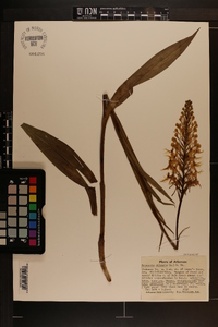 Platanthera ciliaris image