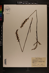 Spiranthes cernua image