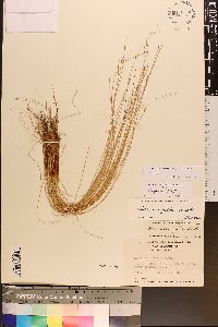 Eleocharis fallax image