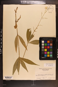 Silene stellata image