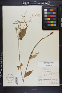 Silene stellata image