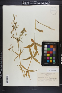 Silene stellata image