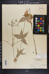 Silene stellata image