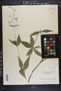 Silene stellata image