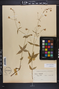 Silene stellata image