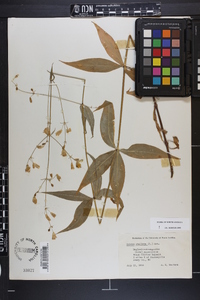 Silene stellata image