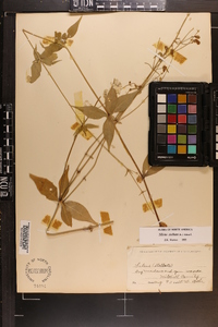 Silene stellata image