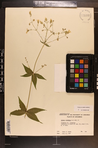 Silene stellata image