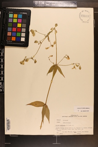 Silene stellata image