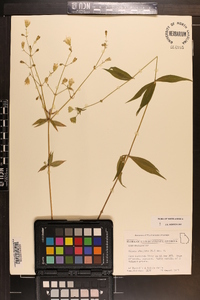 Silene stellata image