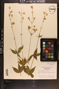 Silene stellata image