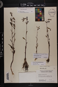 Lobelia elongata image