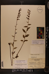 Lobelia elongata image