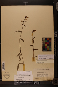 Lobelia elongata image