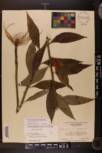 Lobelia elongata image