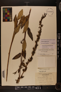 Lobelia elongata image