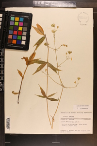 Silene stellata image