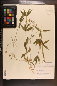 Silene stellata image