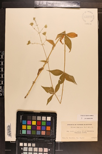 Silene stellata image