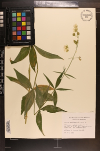 Silene stellata image