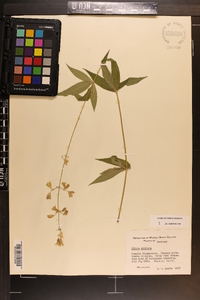 Silene stellata image