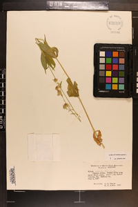 Silene stellata image